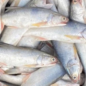 Gurjaoli Fish – Small