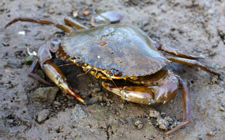 Mud Crab Medium(80-120Gm/pc)